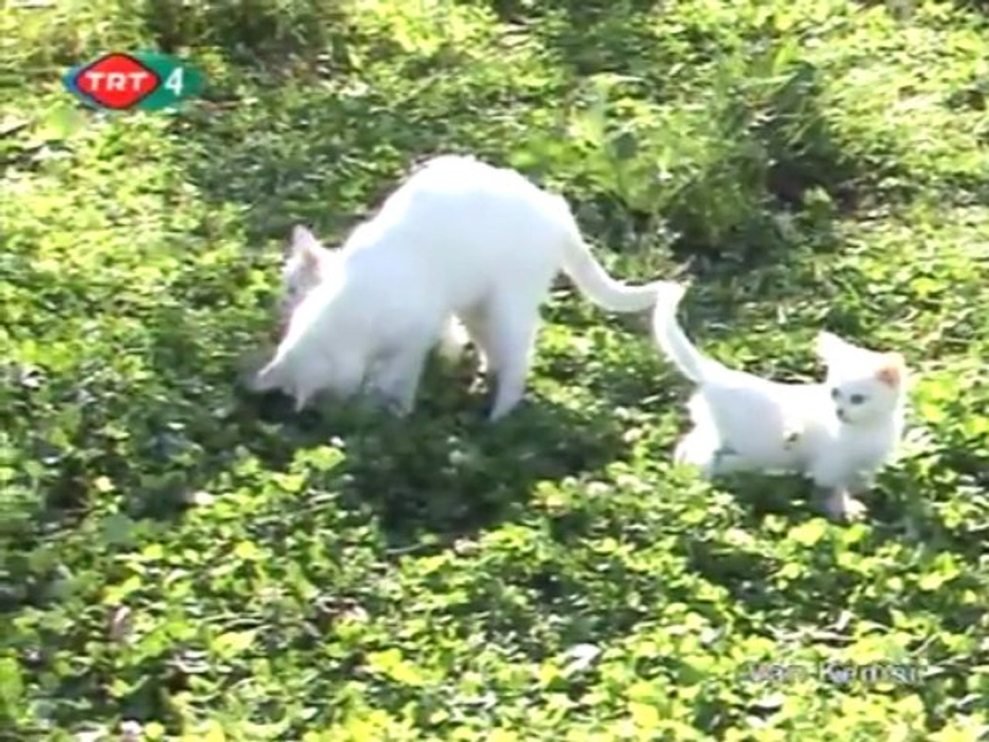 Van Kedisi Part 1 Chat Lac De Van Turquie Video Dailymotion