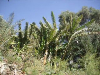 dkhila oued issen 2009