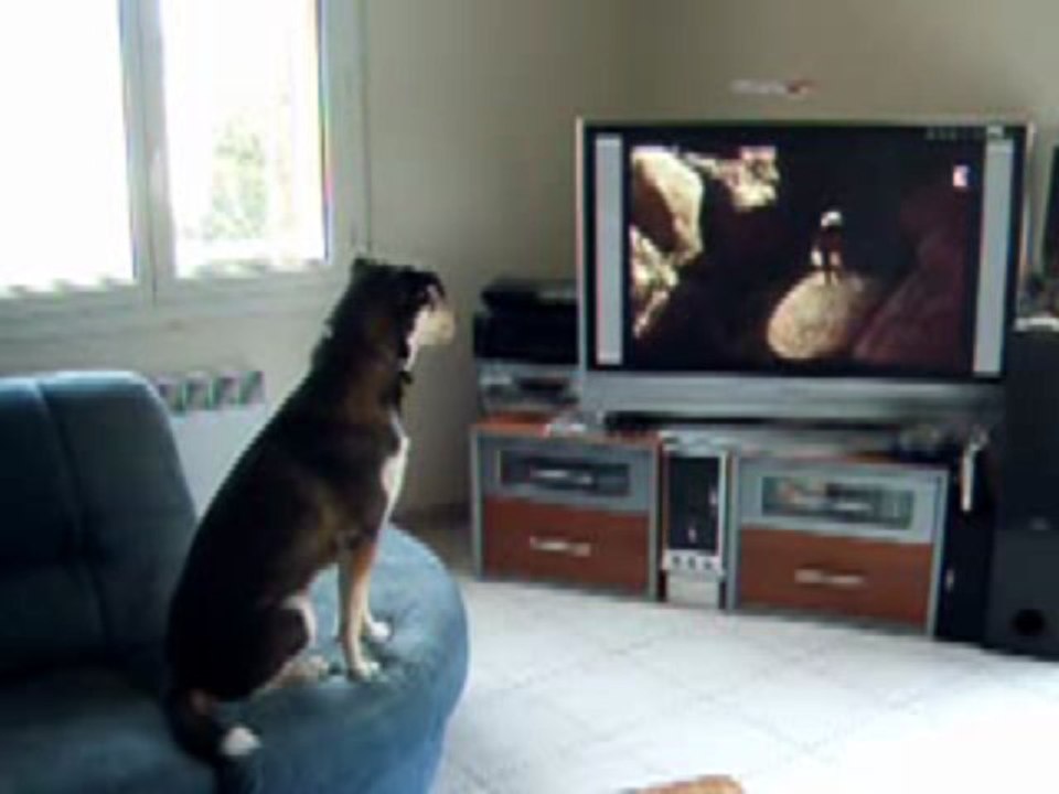 Milla regarde Lassie