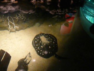 CALIFORNIA ACADEMY OF SCIENCES