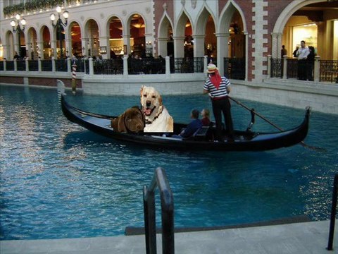 Wally finds true love in LA,LA land. Steve Martin