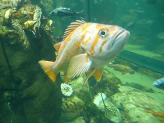 CALIFORNIA ACADEMY OF SCIENCES