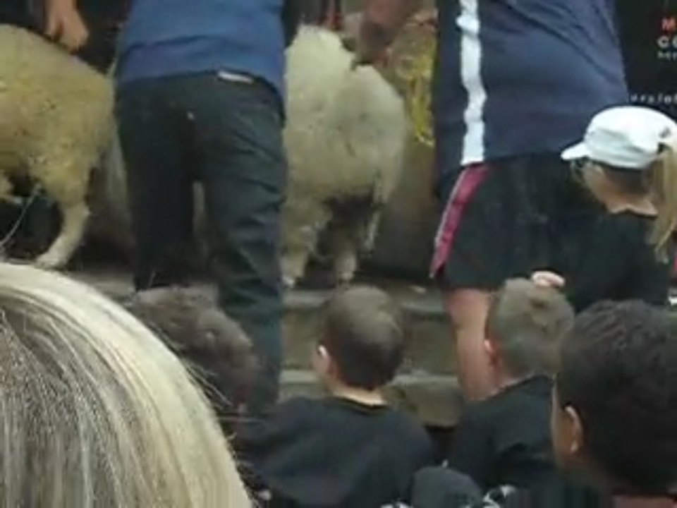 Le mouton qui a le plus de laine de NZ