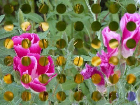 Fleurs de mon jardin 2009