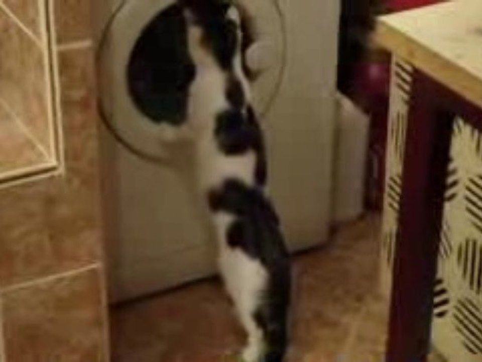 Mon chat et la machine a laver... :)