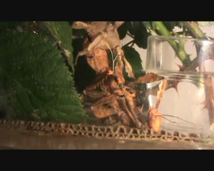 mue imaginale phasme à tiare