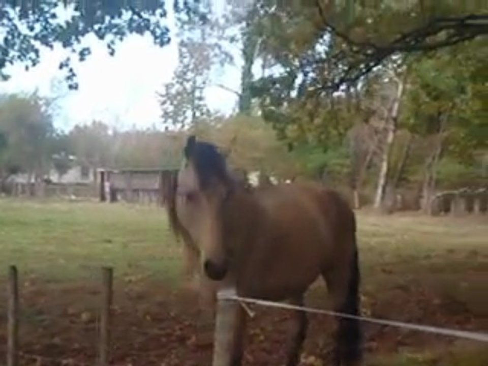 Saphir Pollux Yellow et Everst