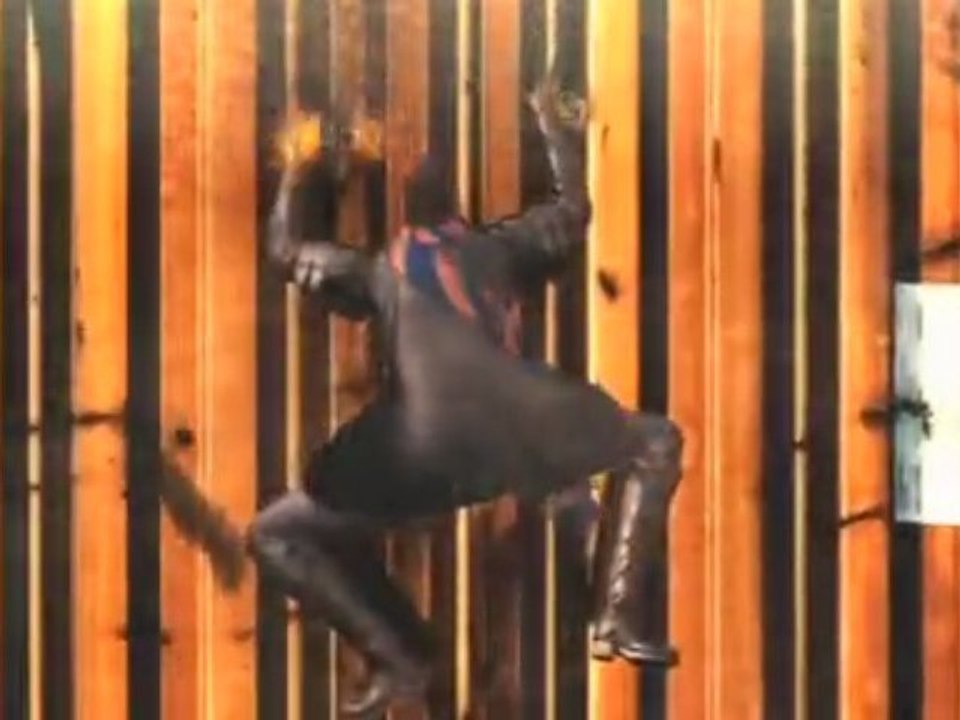 Xbox360      Bayonetta   11   ( 1   2 )