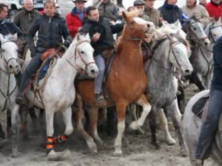 Festival d'Abrivado des Saintes Maries 10 et 11 Novembre 200