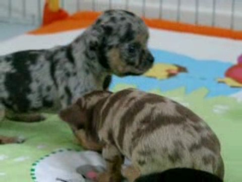 Tapis de jeux 1er fois