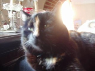 MES AMOURS EN MUSIQUE