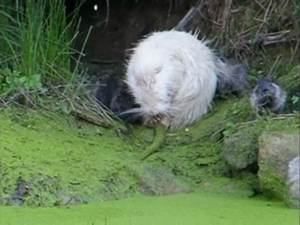 la c'est sur c'est une fille !!!