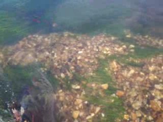 Grosse frayère à truite sur l'Huisne