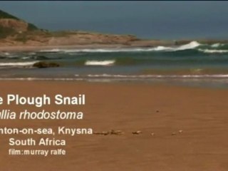 Plough snails