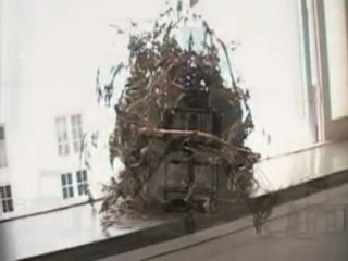 TRIENAL DE CHILE MAC QUINTA NORMAL