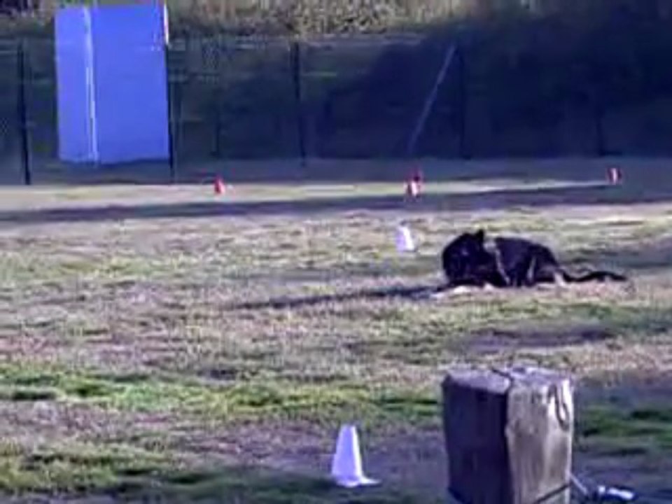 DANCE des Côteaux du Lys - Chpt régional obéissance 2009