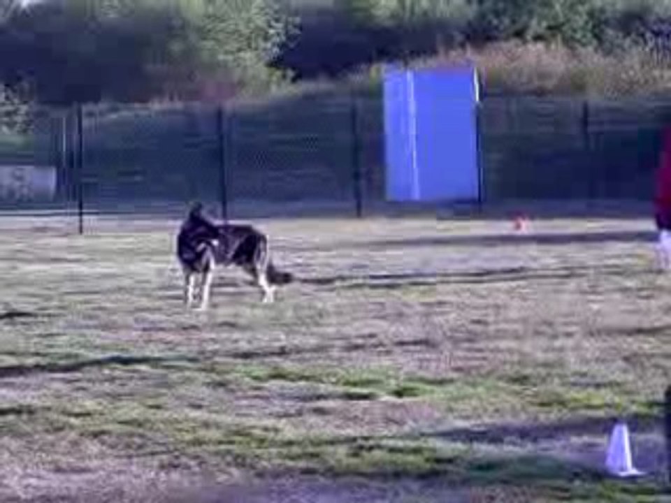 DANCE des Côteaux du Lys - Chpt régional obéissance 2009