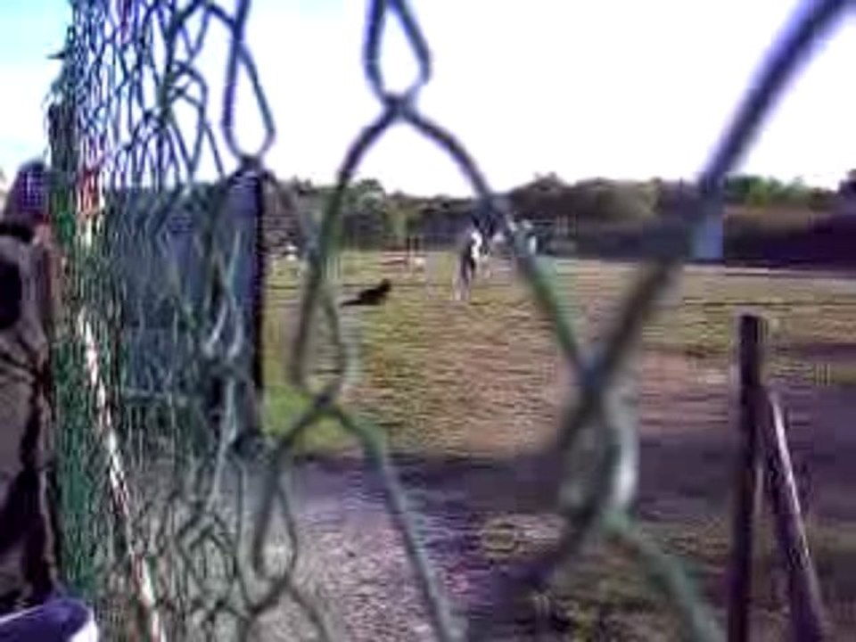 DANCE des Côteaux du Lys - Chpt régional obéissance 2009