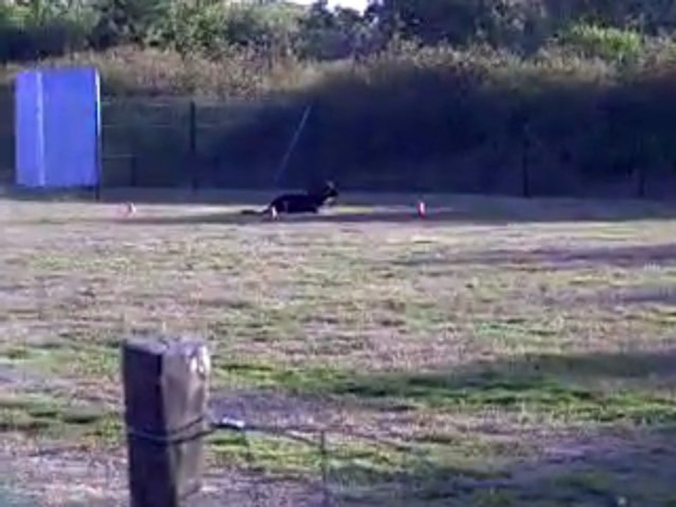 DANCE des Côteaux du Lys - Chpt régional obéissance 2009