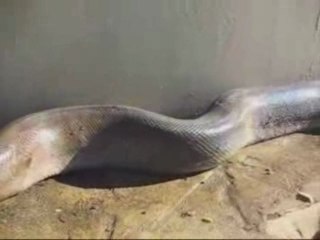 Dunyanın En Buyuk Yılani Dikkatliice Bakin - AlucraForum