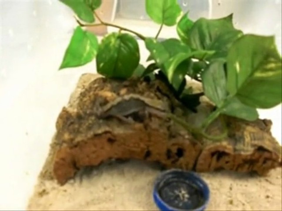 Diplodactylus vittatus