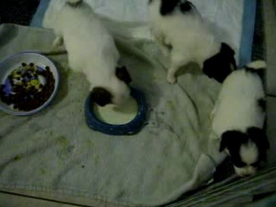 J29 ILs  boivent du lait dans une gamelle