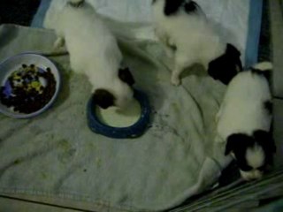 J29 ILs  boivent du lait dans une gamelle