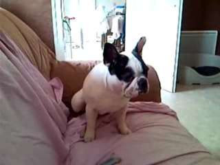 Guizmo qui tourne la tete