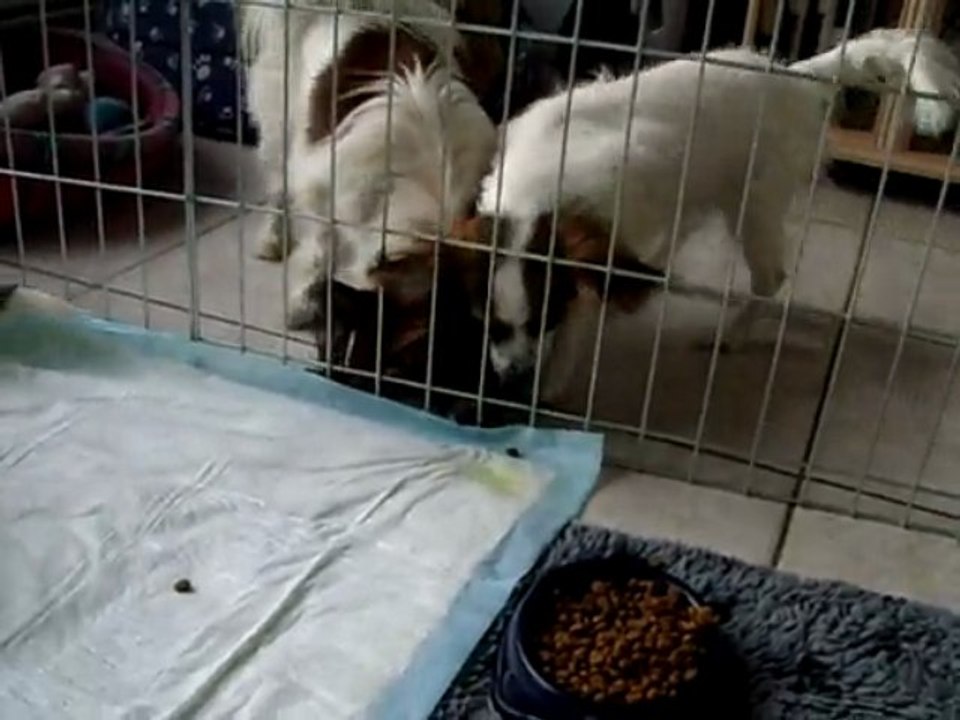 J29  1ères croquettes (Eros vole une croquette)