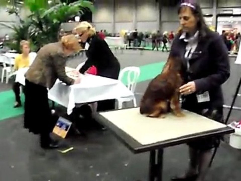 Courtrai Euro Dog Show 2009