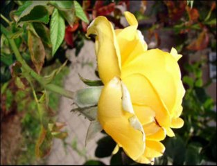 Uğur Işılak - Aşkım Sana Emanet