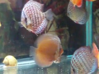 Piwowarski discus