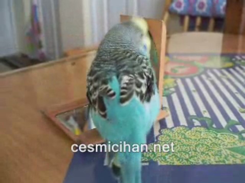 Konuşan Muhabbet kuşu sakar:Gel tatlım,gel annem