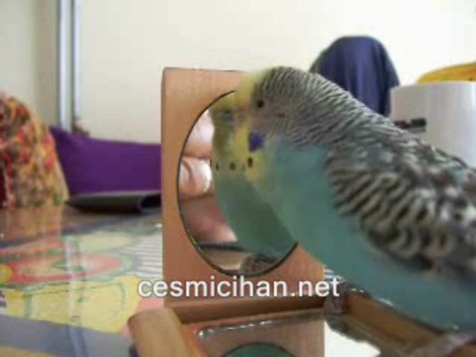 Konuşan Muhabbet kuşu sakar:Gel pışıık