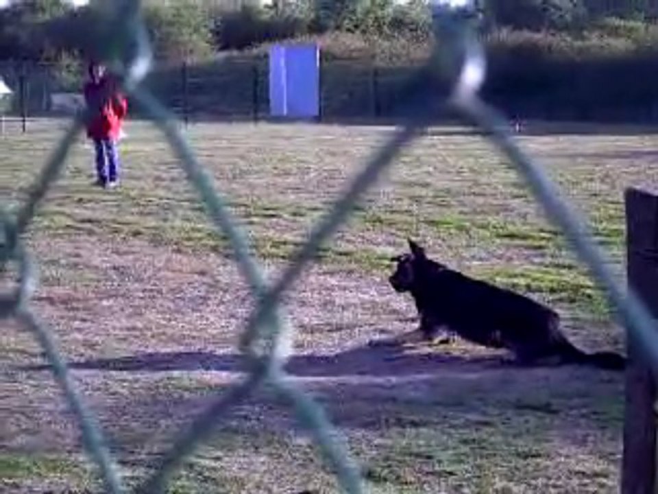 DANCE des Côteaux du Lys - Chpt régional obéissance 2009