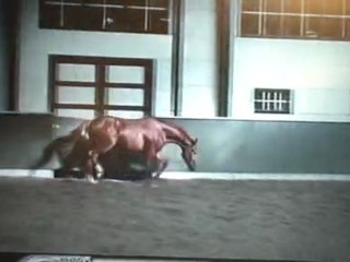 Dressage horses Birma Peternella M and Corencio M