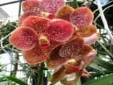 Les orchidées indonésiennes_0001