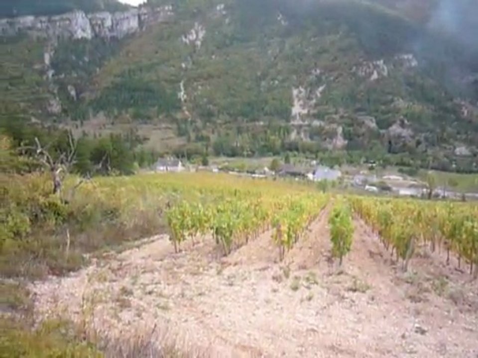 Vin des Gorges du Tarn ,Lozère 2009