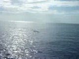 baleines loin