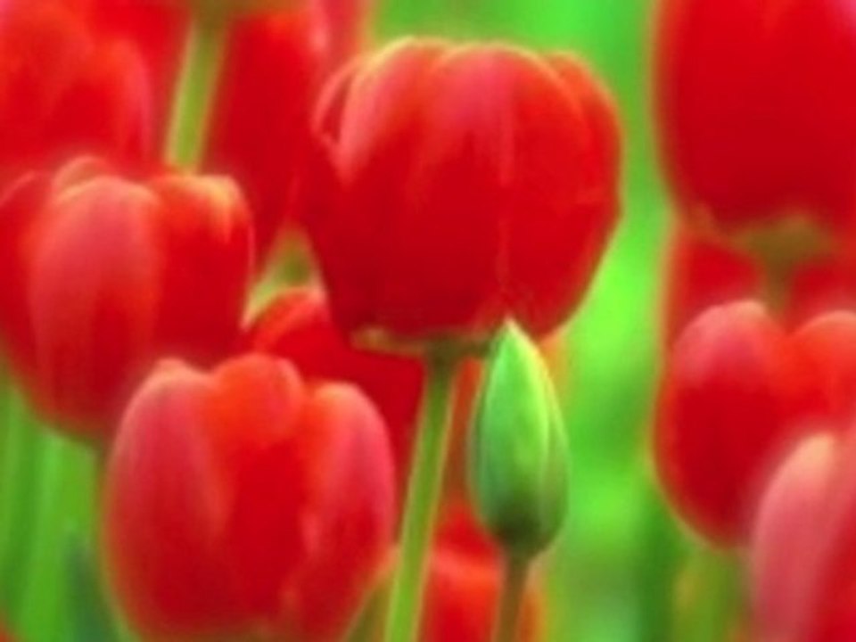 Rubis - 12/15 Histoires Courtes de Jean Yves MATYNIA