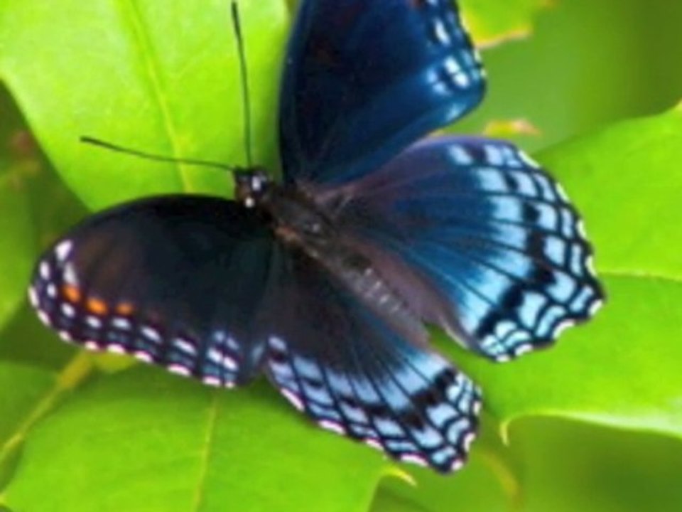 Histoire Courte 13 - 13/14 - Jean Yves Matynia