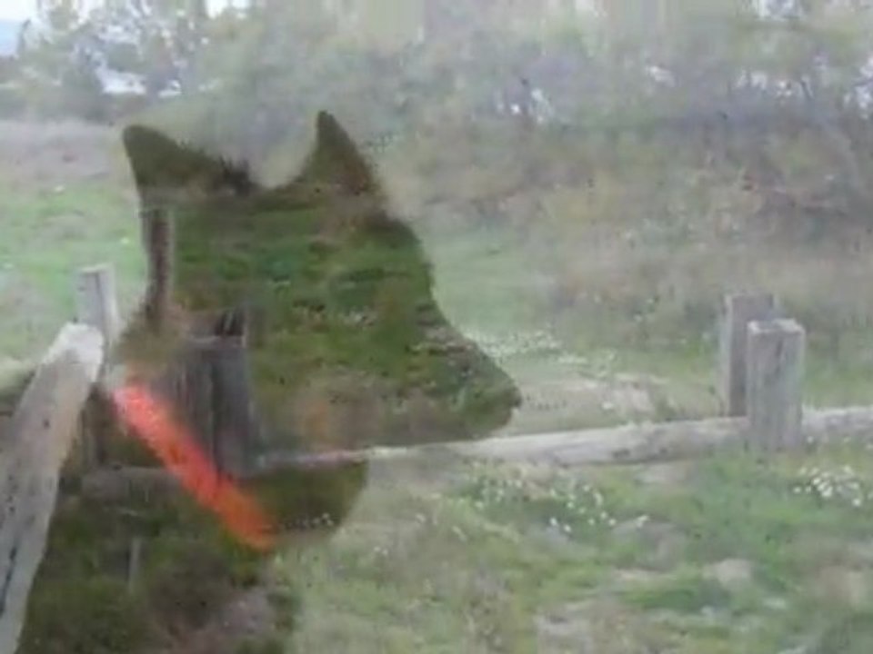 Palo vole