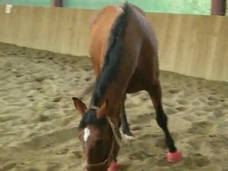 jockey , un cheval qui se gratte !