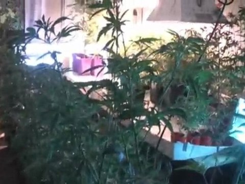 Spider Mites part 1