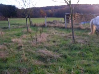 Vidéo de nos chevaux cour obstacle en liberté...