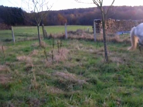 Vidéo de nos chevaux cour obstacle en liberté...