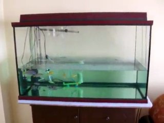 akvaryum