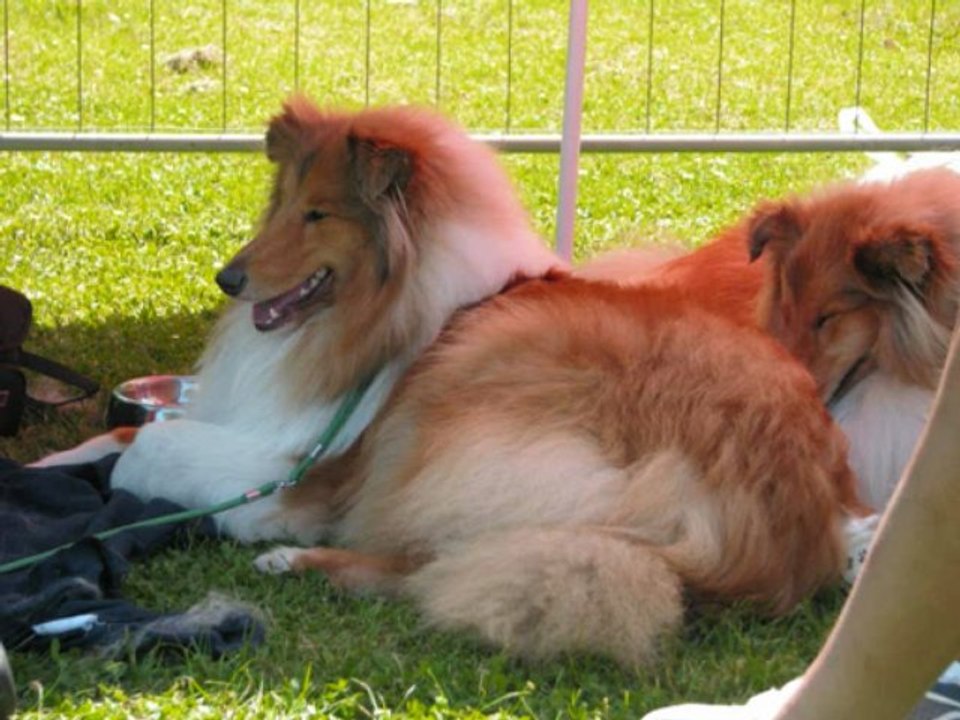 évolution de Dogson