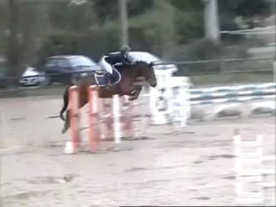 Jeunes chevaux: Deux lionnes