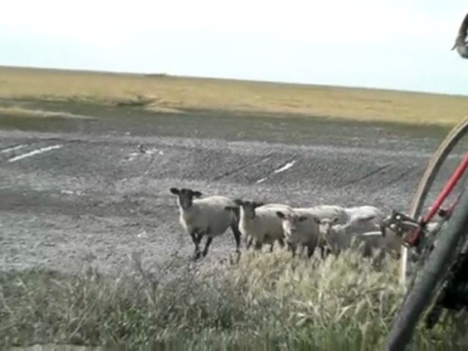 Les moutons des prés salés